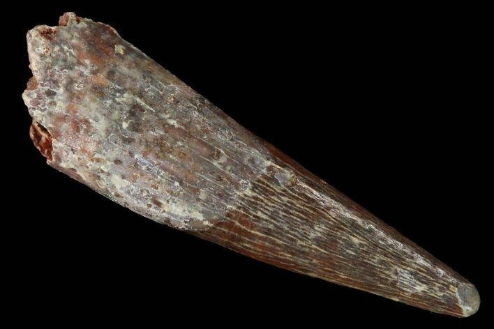 Fossil Pterosaur (Siroccopteryx) Tooth - Morocco #167127